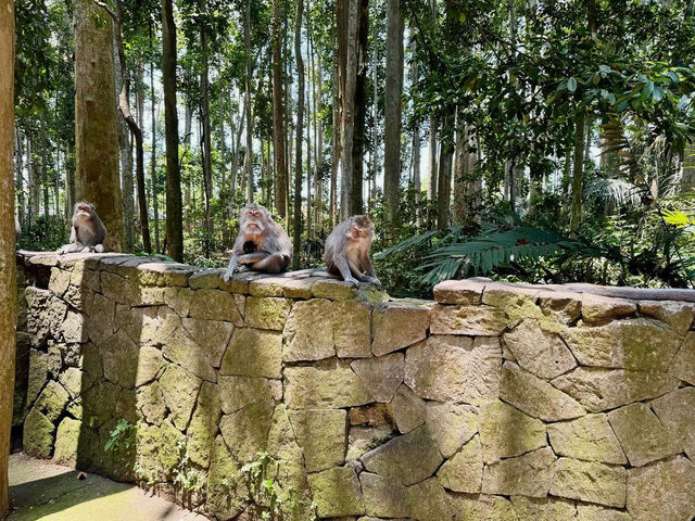 Immersed in Nature at Sangeh Monkey Forest