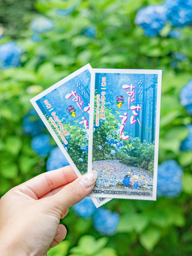 【期間限定】一度は見たい季節の絶景💠日本最大級のあじさい園🌧️ 