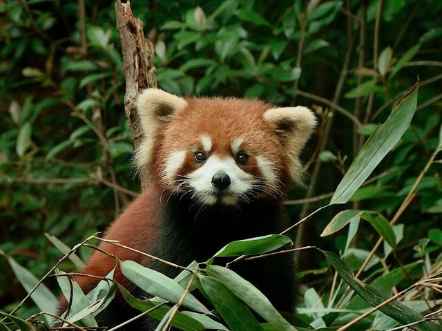 Day Visit to the Chengdu Panda Base