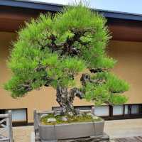 Omiya Bonsai Art Museum, Saitama 🗺️