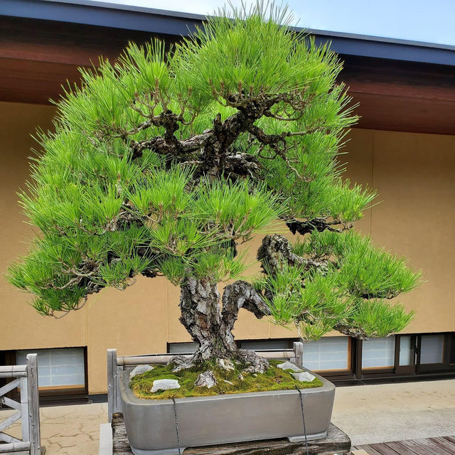 Omiya Bonsai Art Museum, Saitama 🗺️