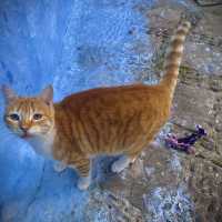 Chefchaouen : A Dream for Cat Lovers