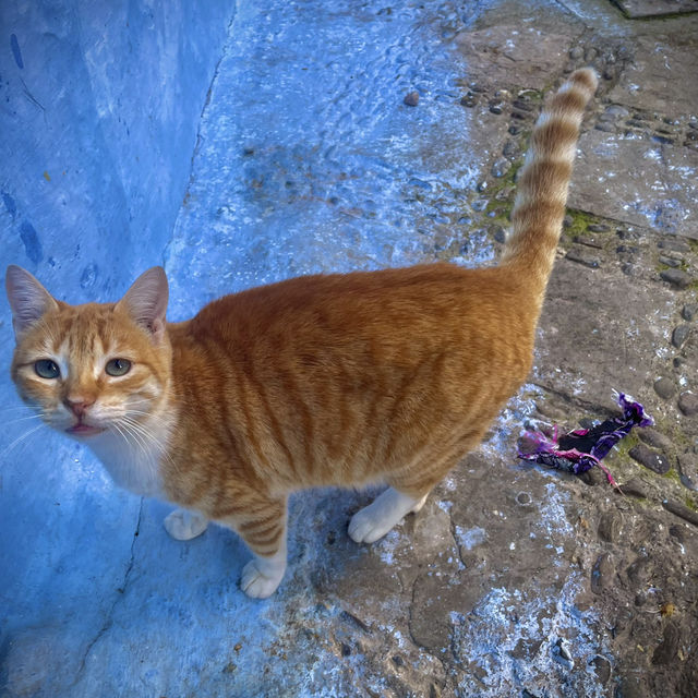 Chefchaouen : A Dream for Cat Lovers