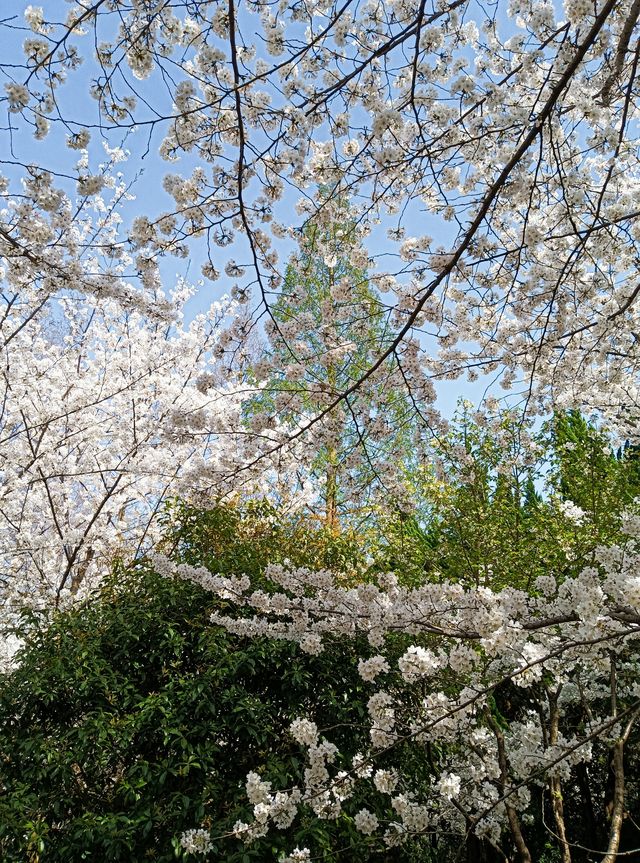 長風公園櫻花苑，春天玩點花的