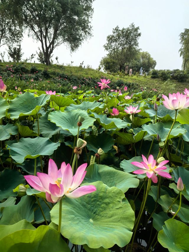 我的人生FIRST｜免費賞荷花，北京溫榆河公園