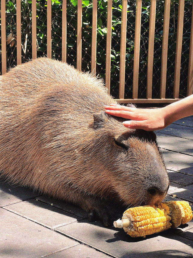 北京動物園