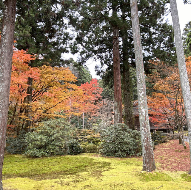 京都紅葉季觀光這樣抄作業❗️