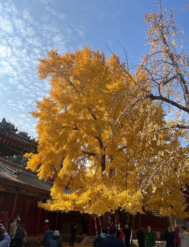 北京 City Walk 第八站：比故宮難約的承恩寺。