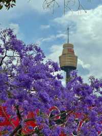 Chasing Jacarandas in Sydney