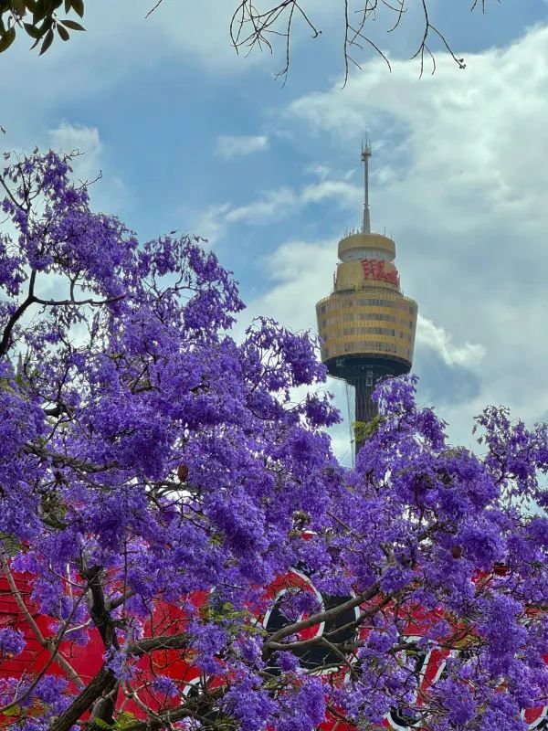 Chasing Jacarandas in Sydney