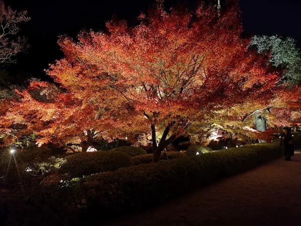 Experience the Enchanting Night Maple at Toji Temple