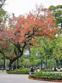 廣州人民公園的楓樹紅了，出門拾秋去