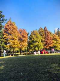 南湖公園落羽杉又紅啦