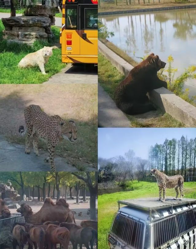 上海野生動物園 | 一日遊，保姆級攻略！