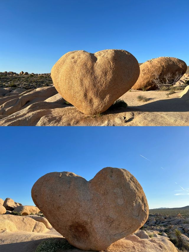 約書亞樹國家公園 | Joshua tree