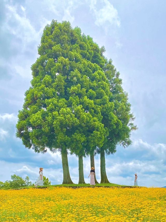 【三重】季節のお花が楽しめるハーブ園