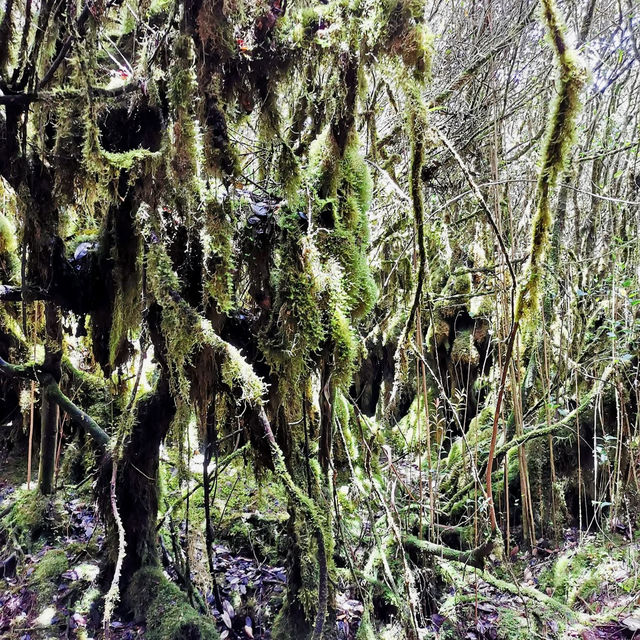 "Discovering the Mystical Mossy Forest: Cameron Highlands, Pahang"