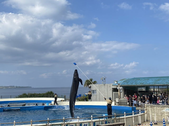 🌊沖繩美麗海水族館：世界最大水族箱與海豚表演的震撼之旅🐋