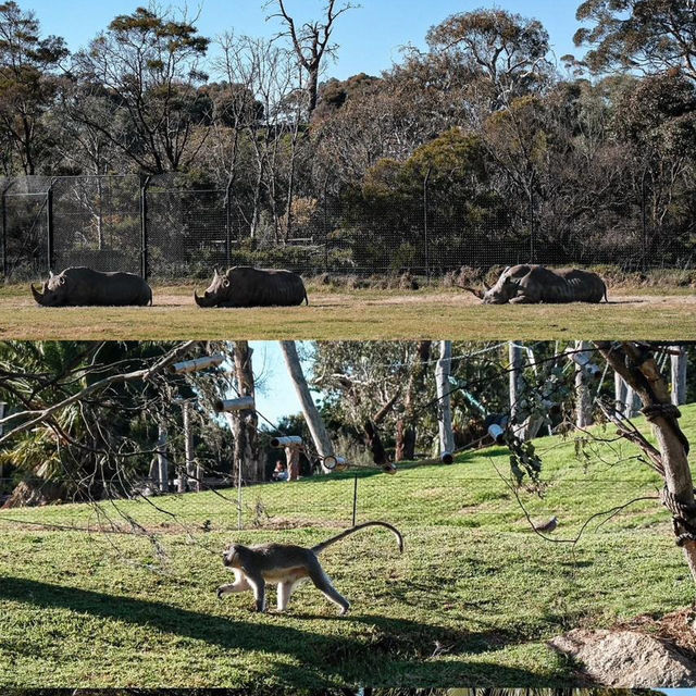 Wild Encounters: A Day at Melbourne Wildlife Park 