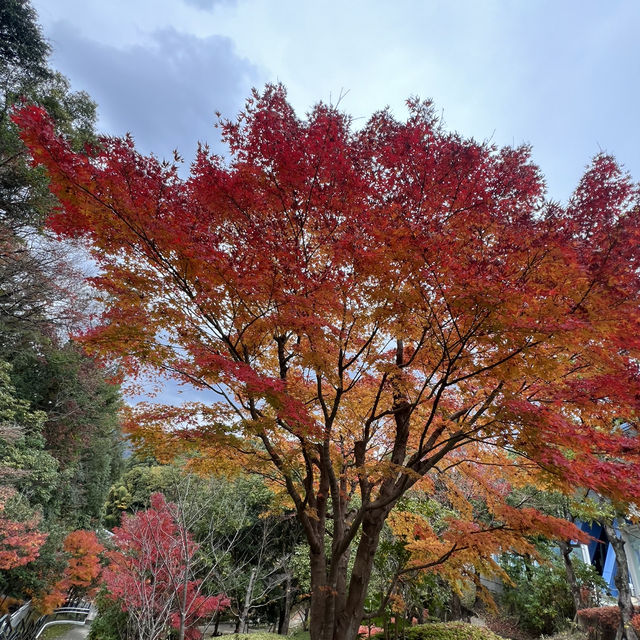 A Magical Fukuoka Experience: A Blend of History, Nature, and Festive Lights