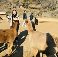 Alpaca World