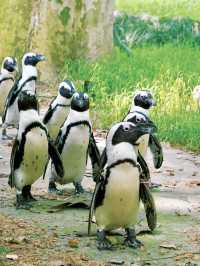 漫步自然——上海動物園的悠然探訪