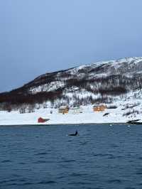 Whale Watching; Must Do in Tromso