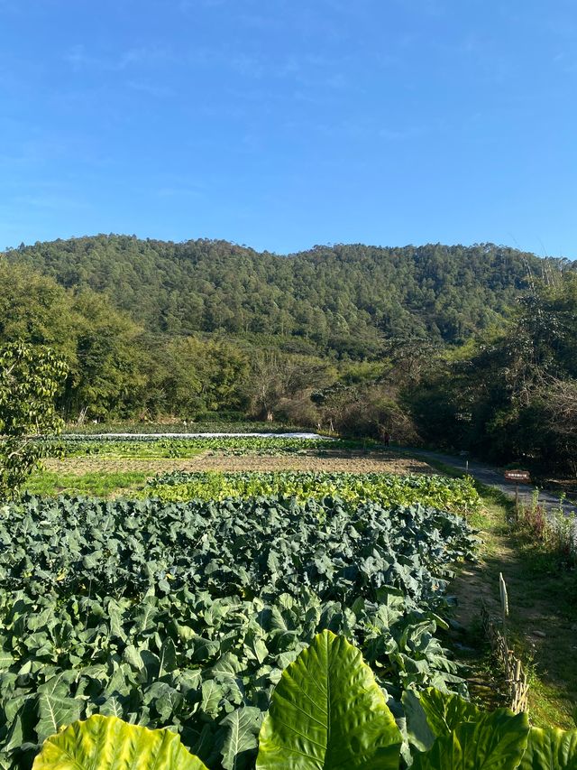 不需要去雲南惠州羅浮山下的蘭門村就有你要的田園詩意