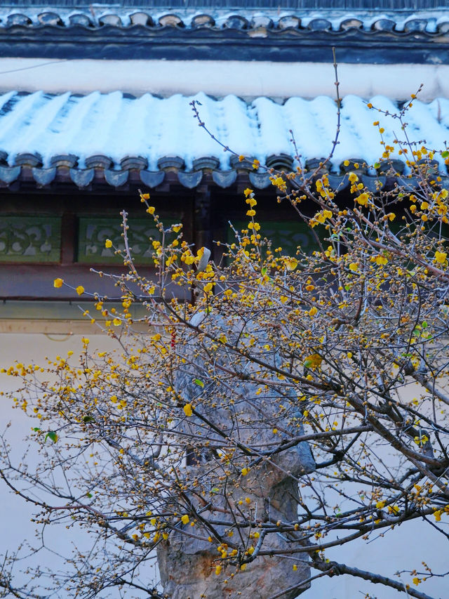 來南京過大年！南京本地人推薦的玩法