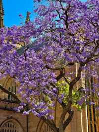 Chasing Jacarandas in Sydney