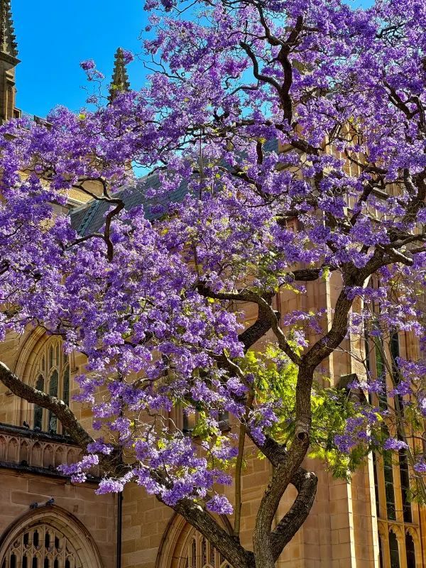 Chasing Jacarandas in Sydney