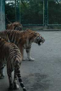 去了十次上海野生動物園的心得攻略。