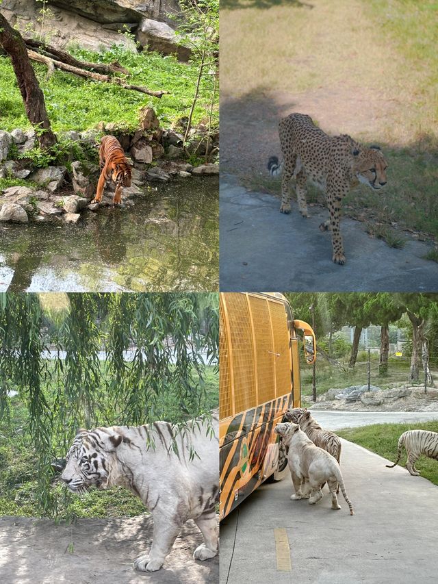 上海野生動物園省時省力，看完再去