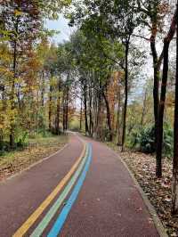 成都水杉紅了，很多人不知道這個寶藏公園