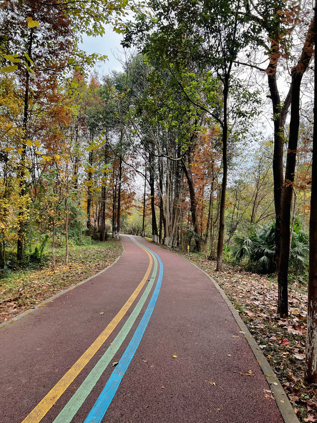 成都水杉紅了，很多人不知道這個寶藏公園