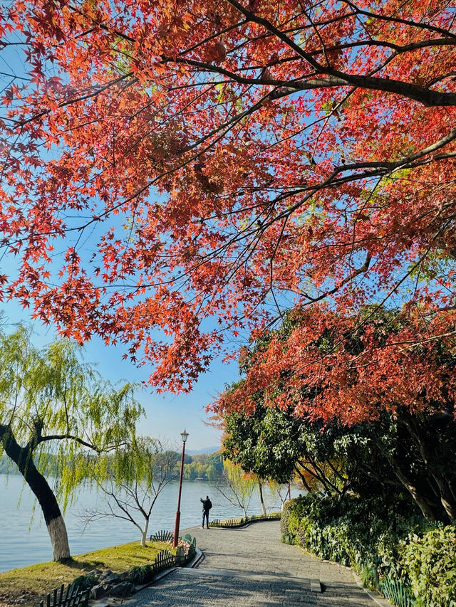 秋天來杭州，我只去一個地方