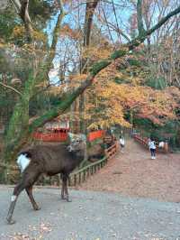 奈良公園除了可愛的小鹿，還有好看的楓葉