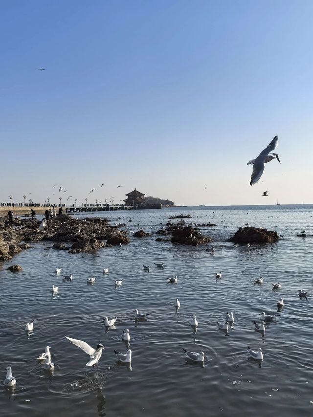 青島-威海-煙台 | 聽說你還不知道這個8日高性價比行程