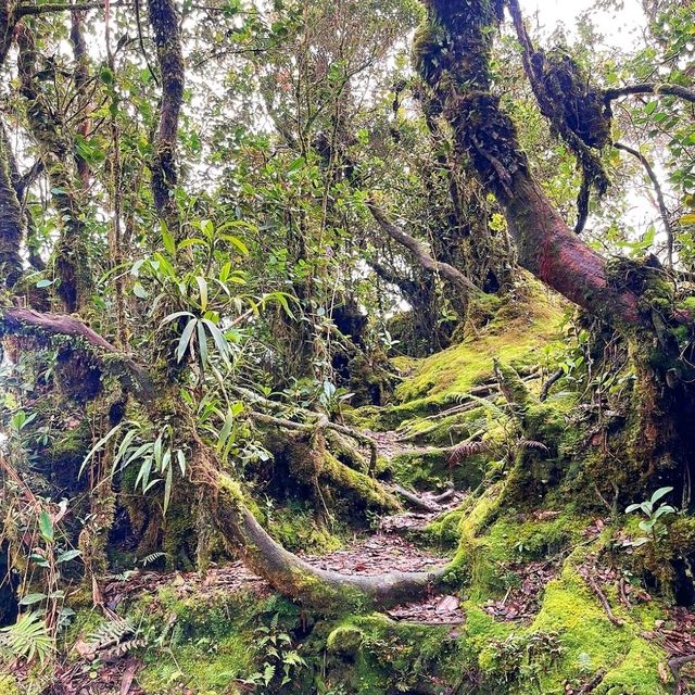  Mossy Forest Hike