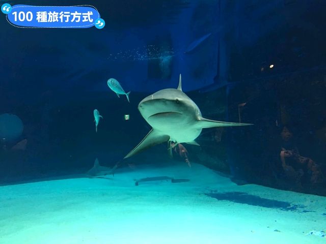 沖繩親子旅行好去處：亞州最大的美麗海水族館