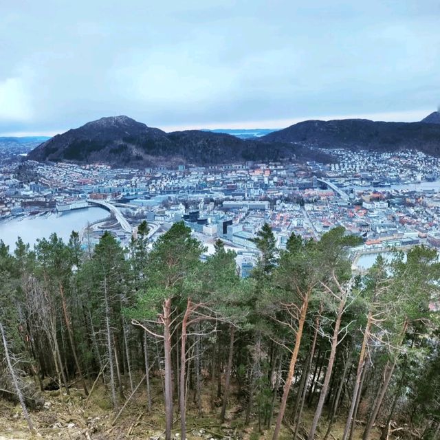 Fløyen Forest, Bergen