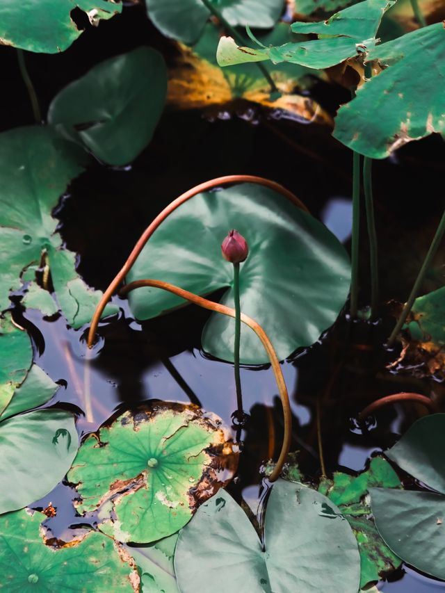 Green Ponds and Lily Pads in Wuxi🍃🌳🛶