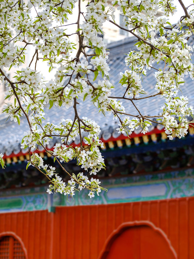 北京春季賞花，智化寺“三白”不容錯過