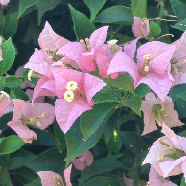 【深圳勒杜鵑賞花周】繽紛花海，美麗不期而遇