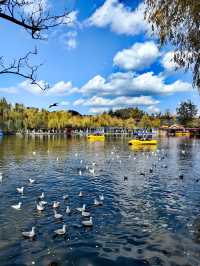 昆明翠湖公園迎來最美觀鷗季