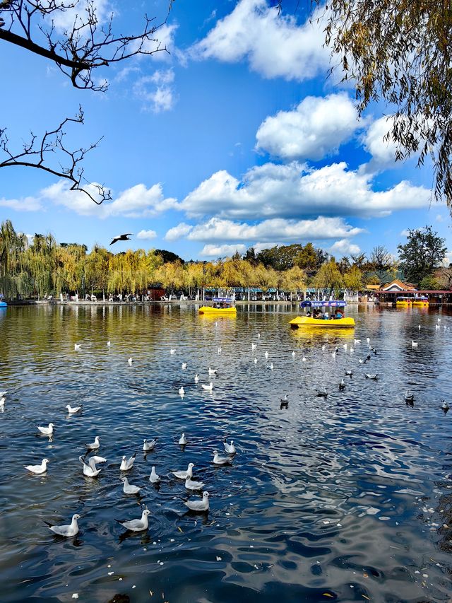 昆明翠湖公園迎來最美觀鷗季