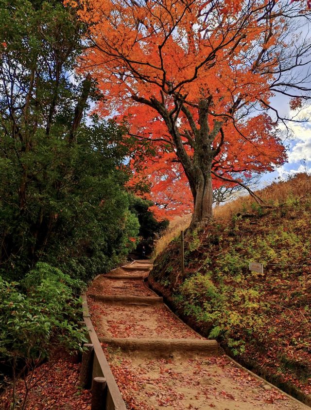 奈良若草山，令人心動的落葉。。