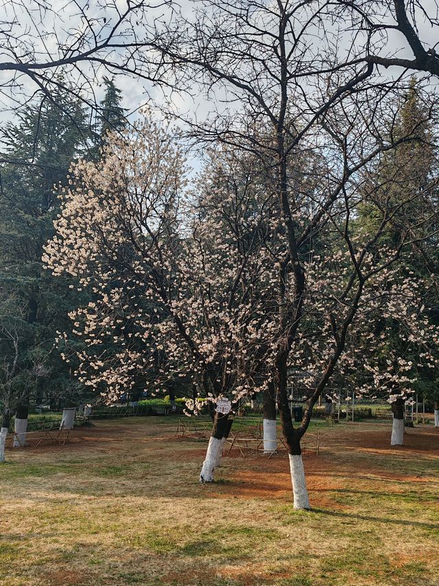 我眼中的曇華寺