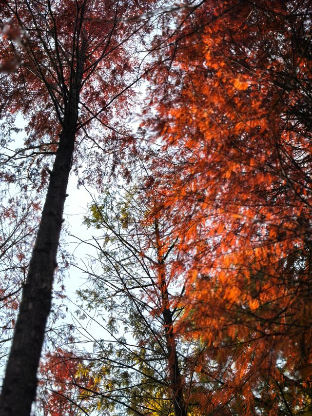 湘湖賞紅杉