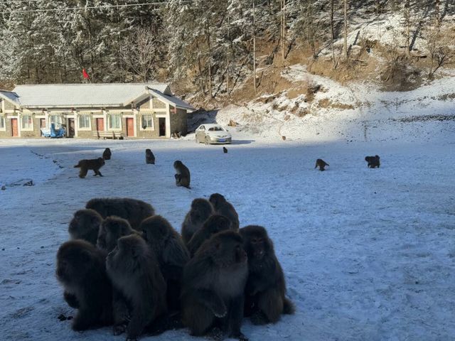 12.31達古冰川現狀下雪哦！一點兒不勸退